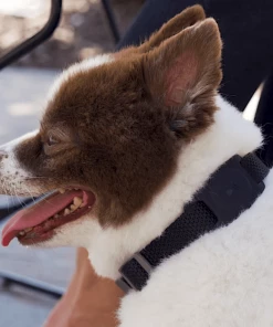 Case-Mate AirTag Case For Dog Collars 2 Pack (Black) - AirTag Case AirTag Cases