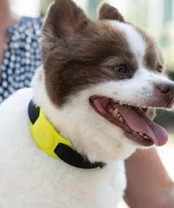 Case-Mate AirTag Case For Dog Collars (Lime Green) - AirTag Case AirTag Cases