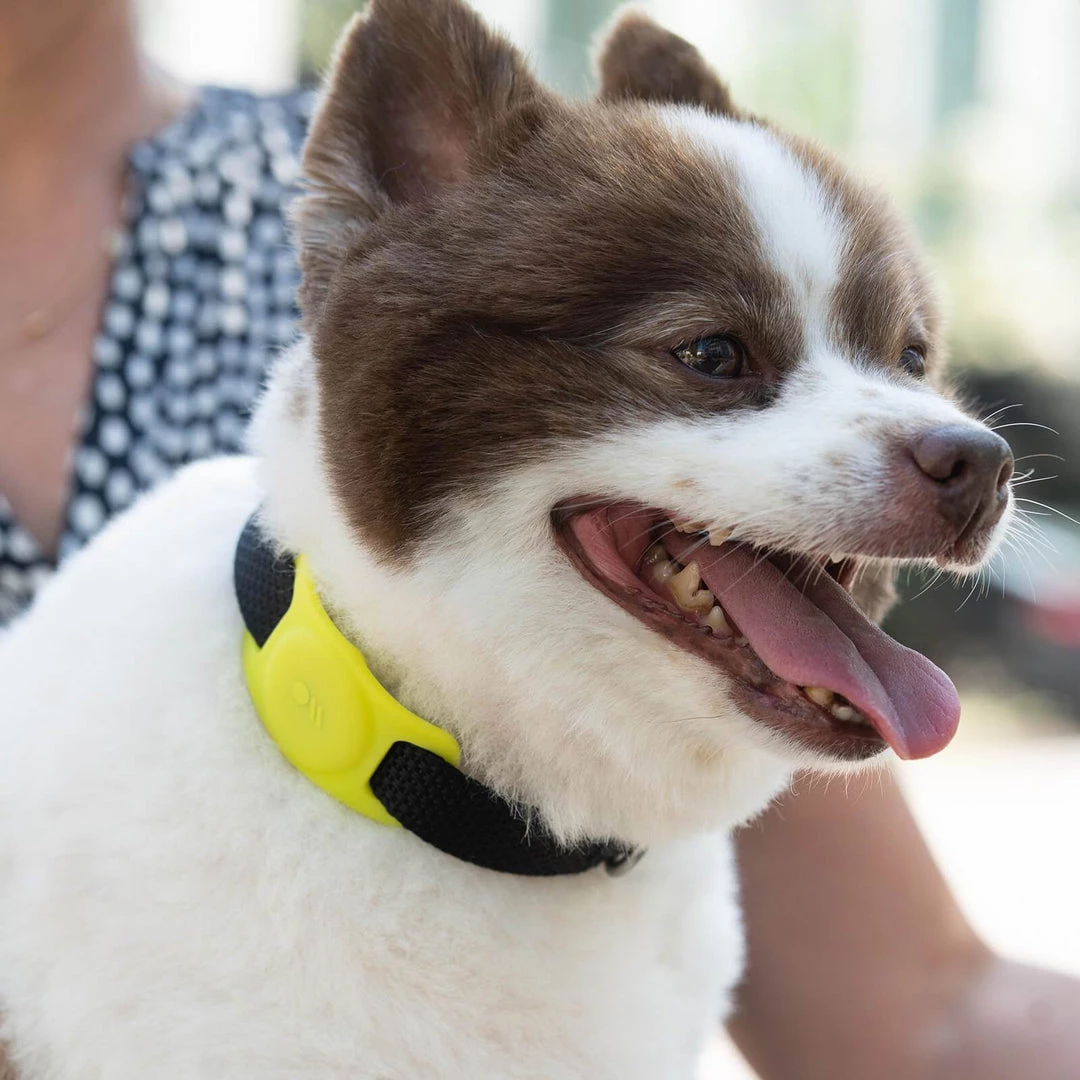 Case-Mate AirTag Case For Dog Collars (Lime Green) - AirTag Case AirTag Cases